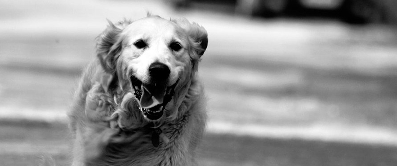 电话轰炸机网页版